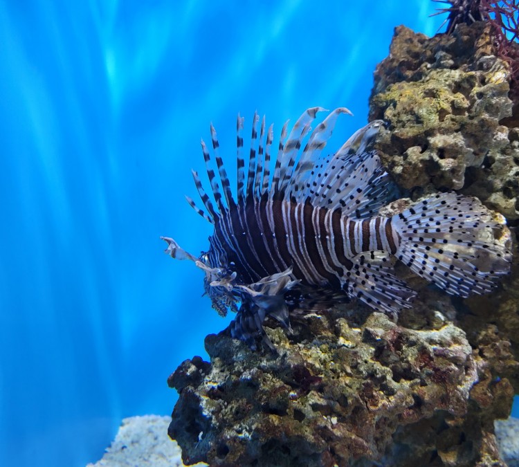 aquarium-of-niagara-photo